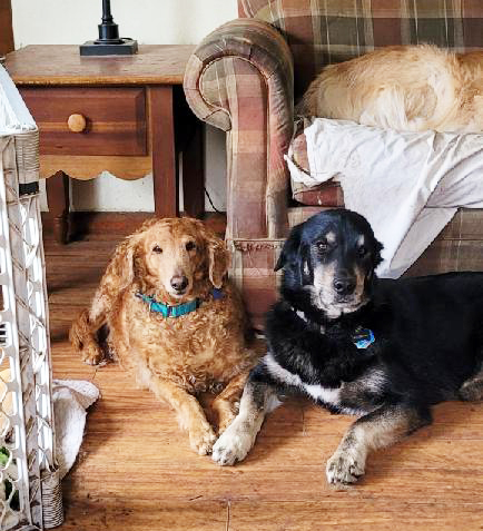 Scarlett in her foster home for Golden Retriever Rescue Resource with foster dog pals.